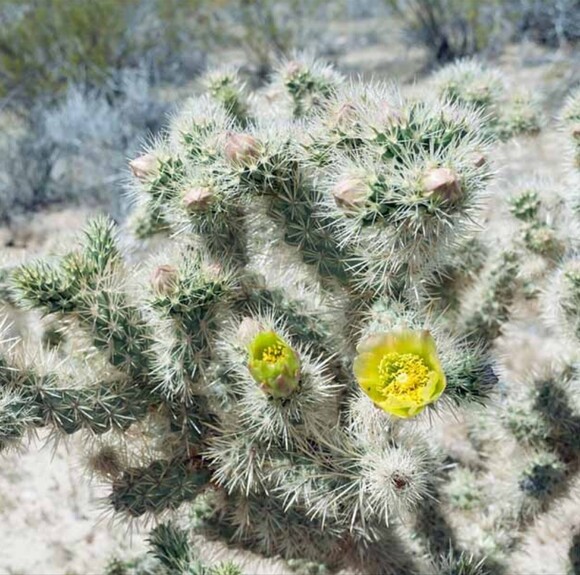 la_cholla